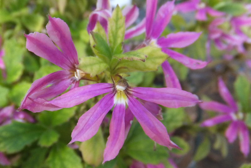 Blue fan flower