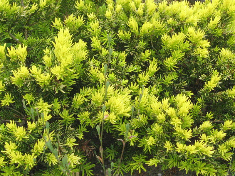 キンキャラ | Taxus cuspidata var. nana 'aurescens' | かぎけん花図鑑