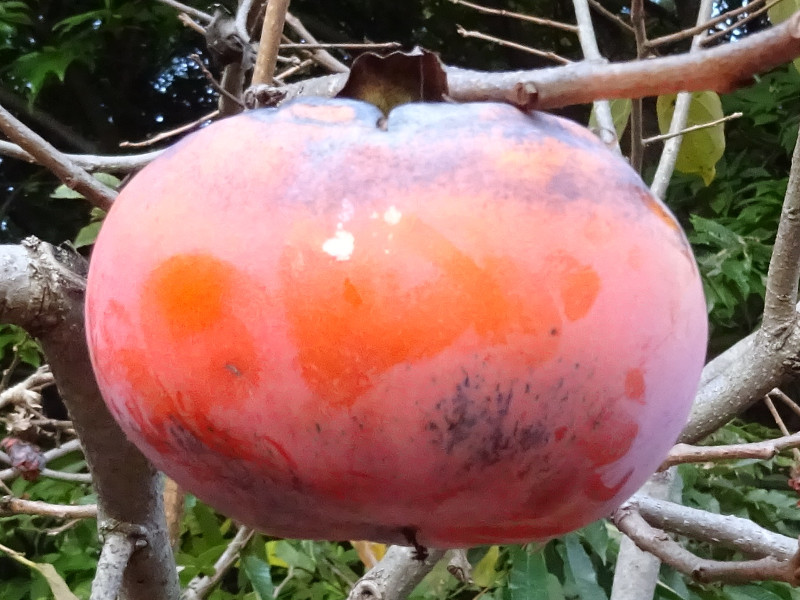 Kind of the persimmon