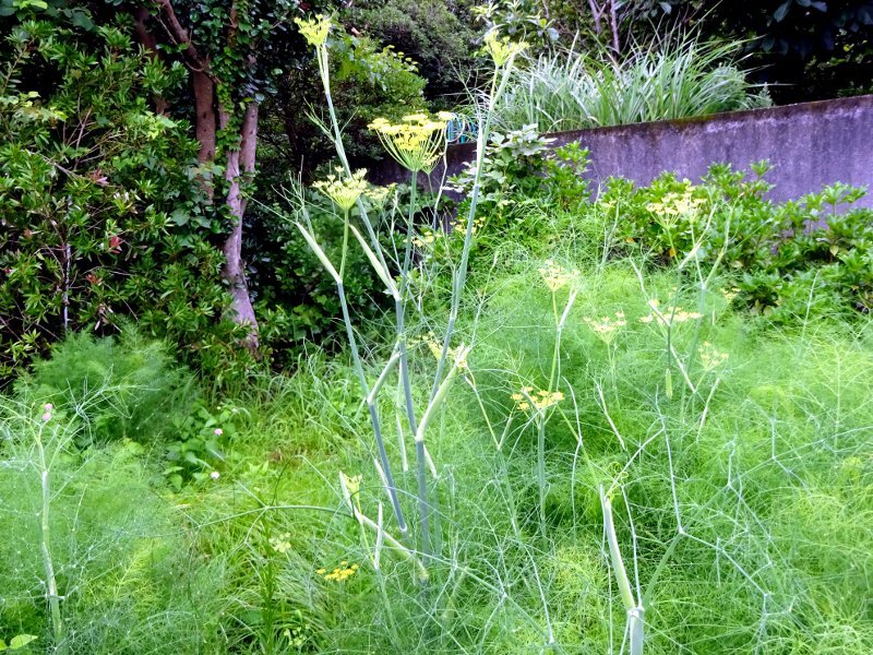 フェンネル Foeniculum Vulgare かぎけん花図鑑