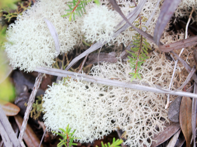 ハナゴケ Cladonia Rangiferina かぎけん花図鑑