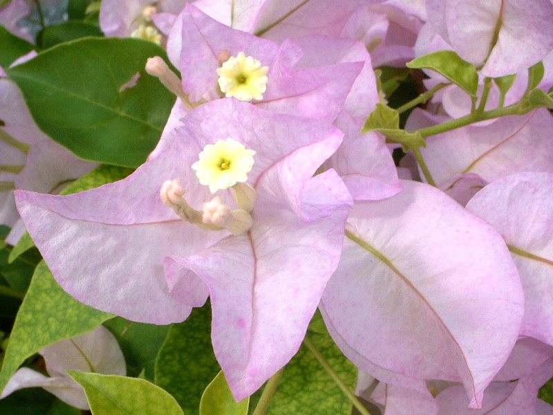 Bougainvillea