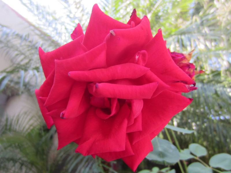  Hybrid tea rose 'Atsuhime rose'