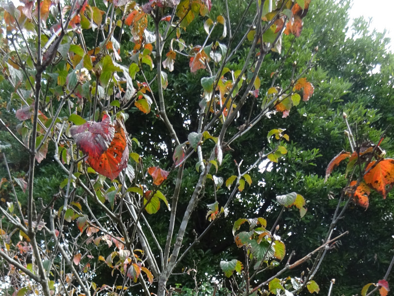 Viburnum dilatatum