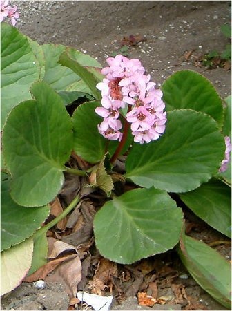 Bergenia