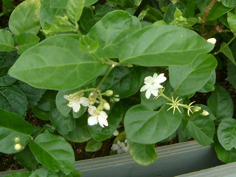 マツリカ Jasmimum Sambac かぎけん花図鑑