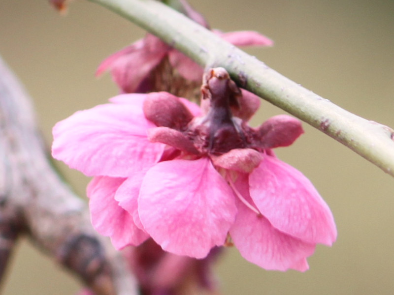 梅花　’鹿岛红’