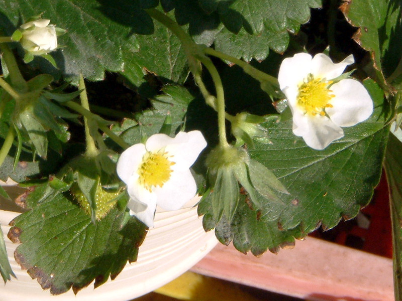 イチゴ Fragaria Ananassa かぎけん花図鑑