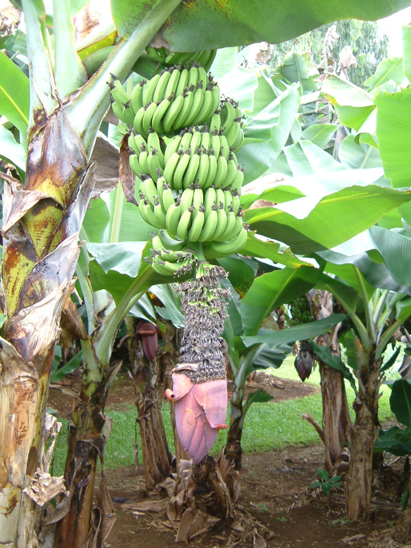 Musa