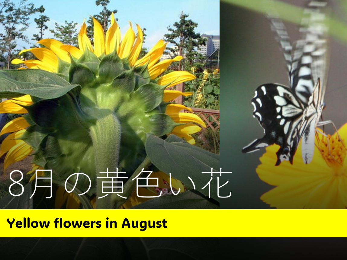 august-yellow-flowers