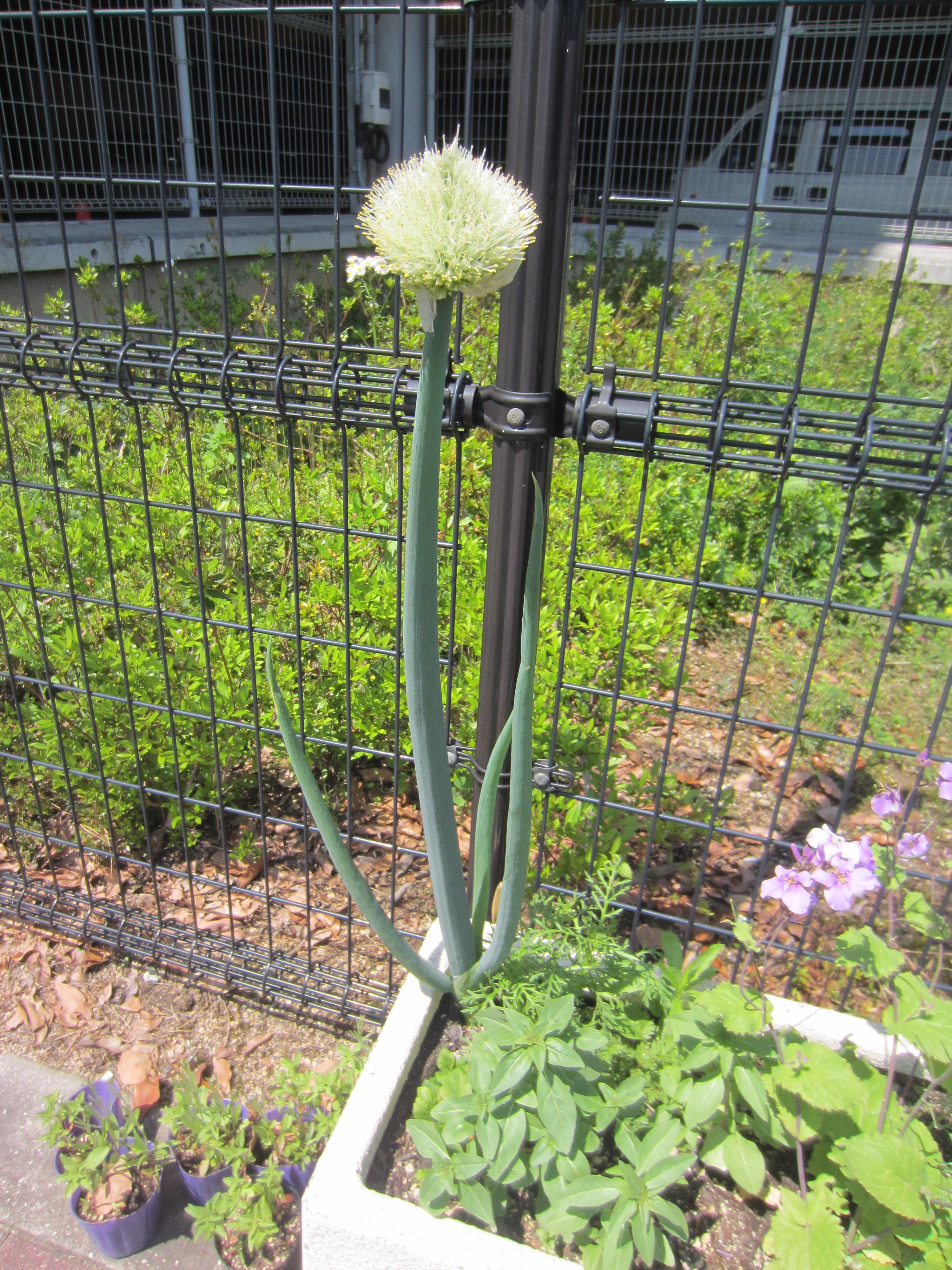 ネギ Allium Fistulosum L かぎけん花図鑑