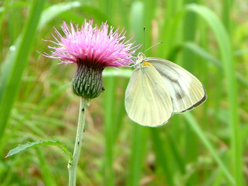 9月18日　薊、鳳仙花、孔雀アスター