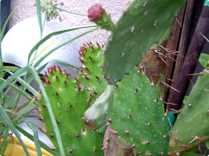 Spineless cactus 