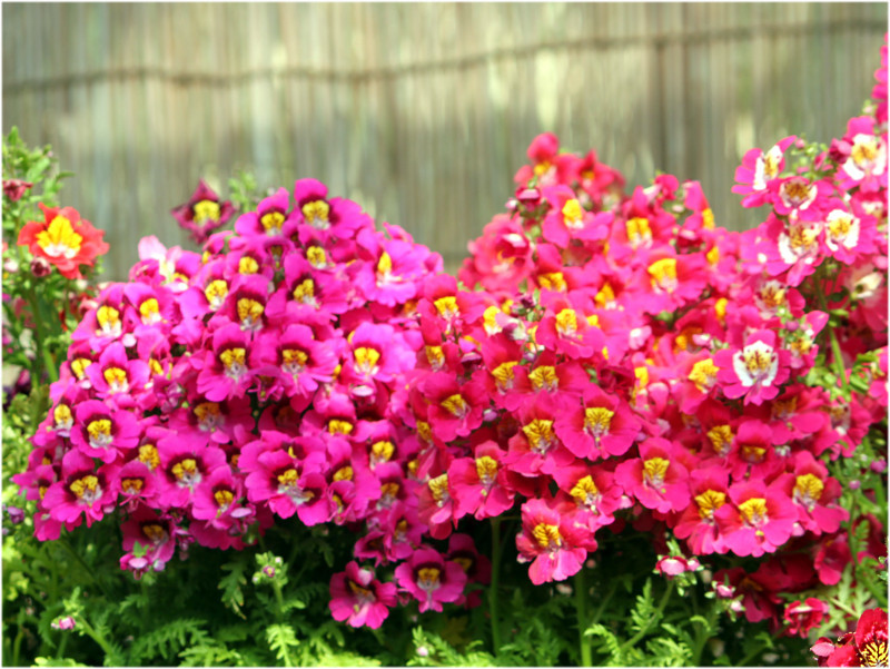 シザンサス ワイズトネンシス Schizanthus Wisetonensis かぎけん花図鑑