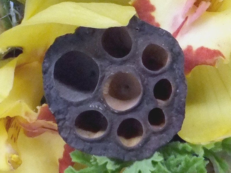 Nelumbo nucifera