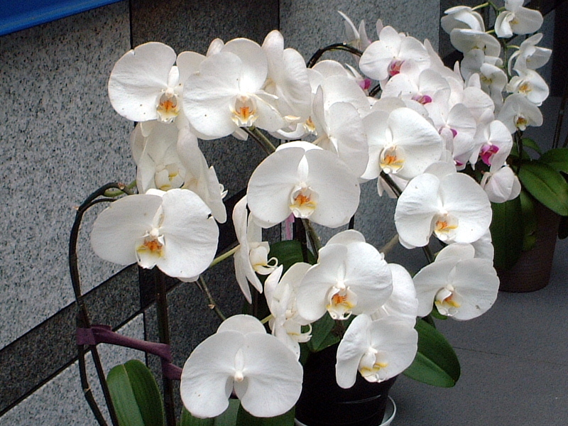 コチョウラン Phalaenopsis Aphrodite かぎけん花図鑑