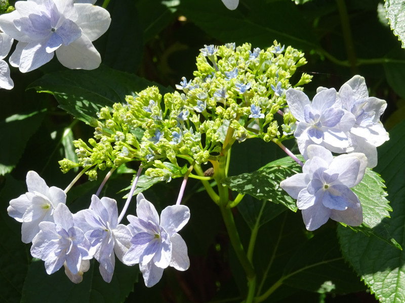 隅田の花火額紫陽花 | H.m. cv. hanabi | かぎけん花図鑑