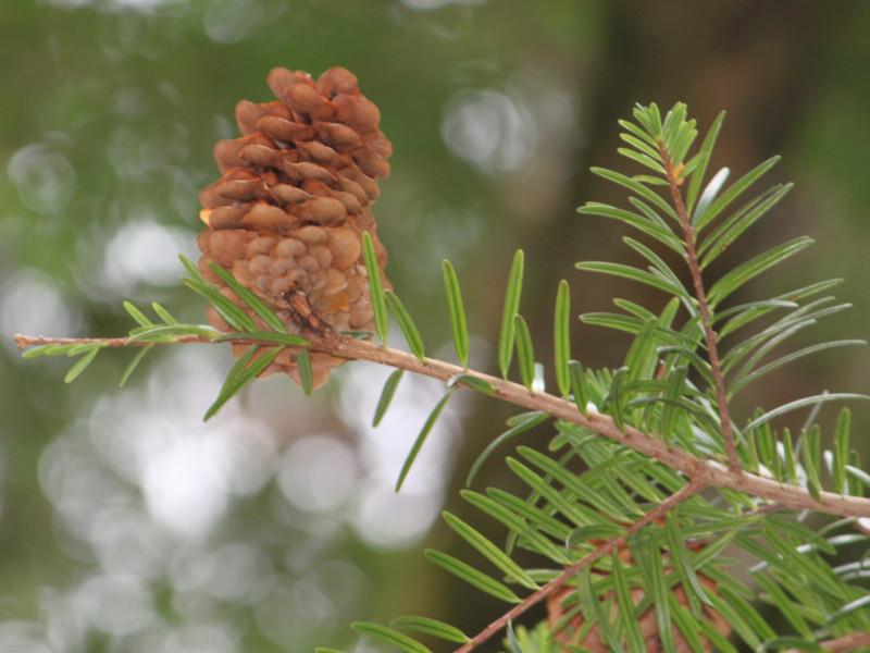 Taiwan cow-tailfir