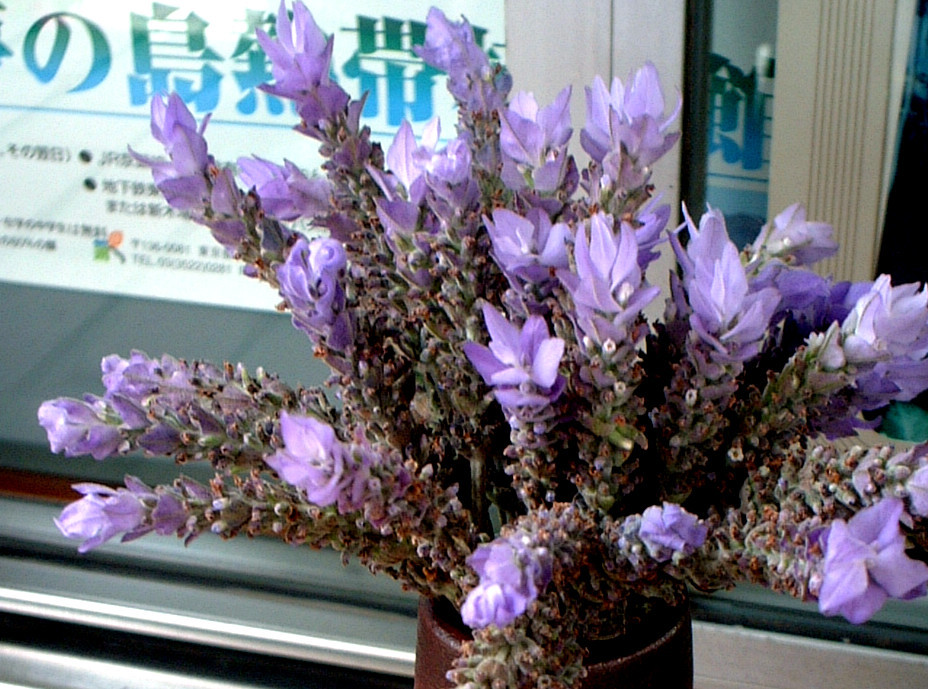 Lavandula dentata