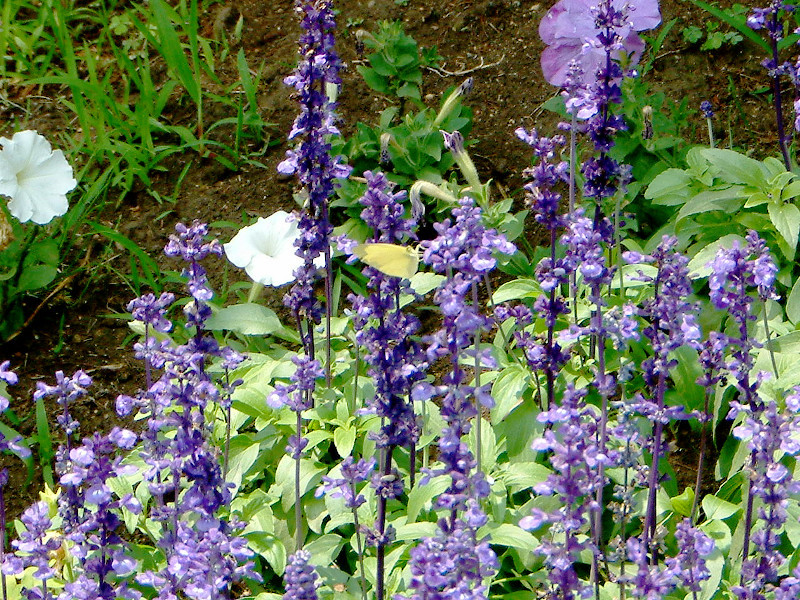 Blue salvia