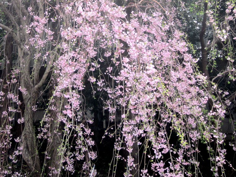 Weeping cherry