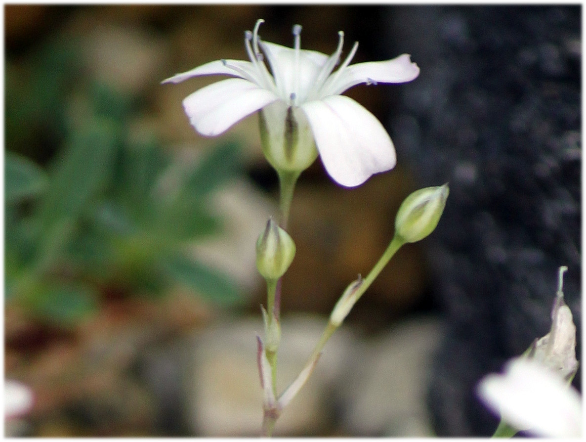 Creaping Gypsophila