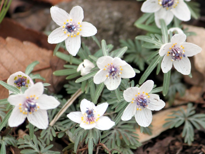 セツブンソウ Eranthis Pinnatifida かぎけん花図鑑