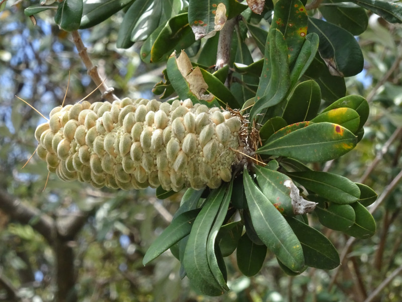 コースト バンクシア Banksia Integrifolia かぎけん花図鑑