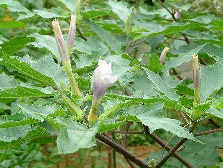 Datura tatula