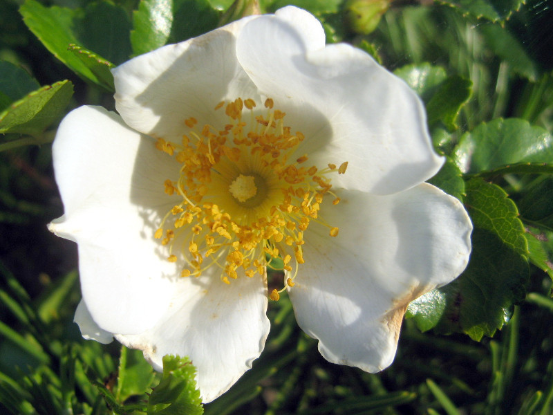 テリハノイバラ Rosa Wichuraiana かぎけん花図鑑