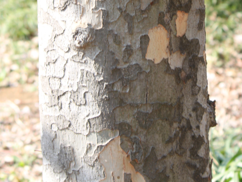 Ulmus parvifolia