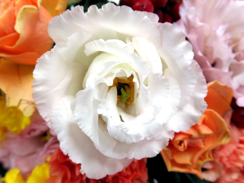 Eustoma grandiflorum