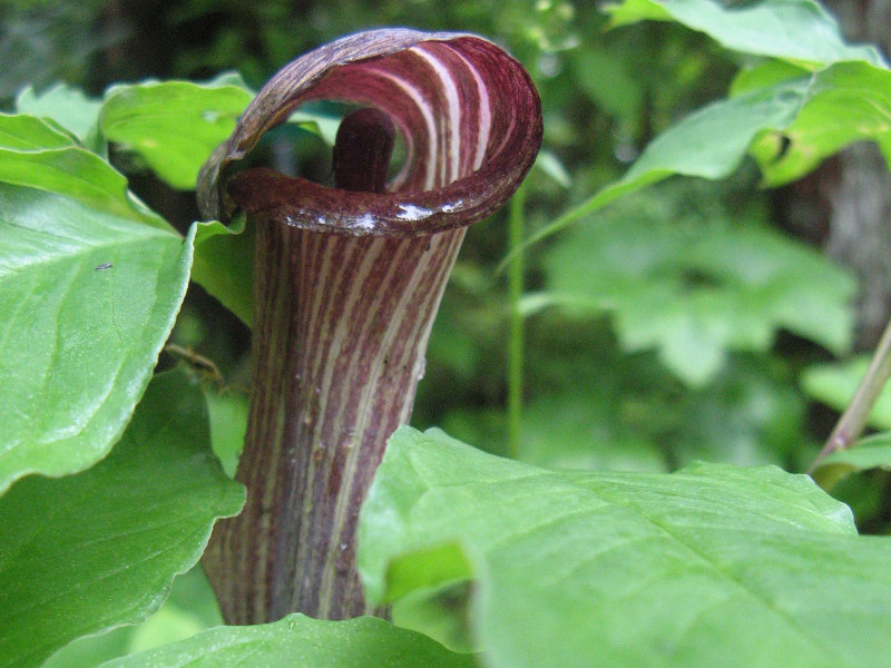 マムシグサ Arisaema Serratum かぎけん花図鑑