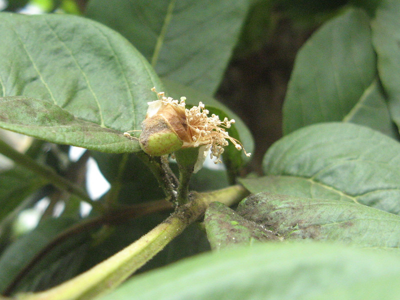 グアバ Psidium Guajava かぎけん花図鑑