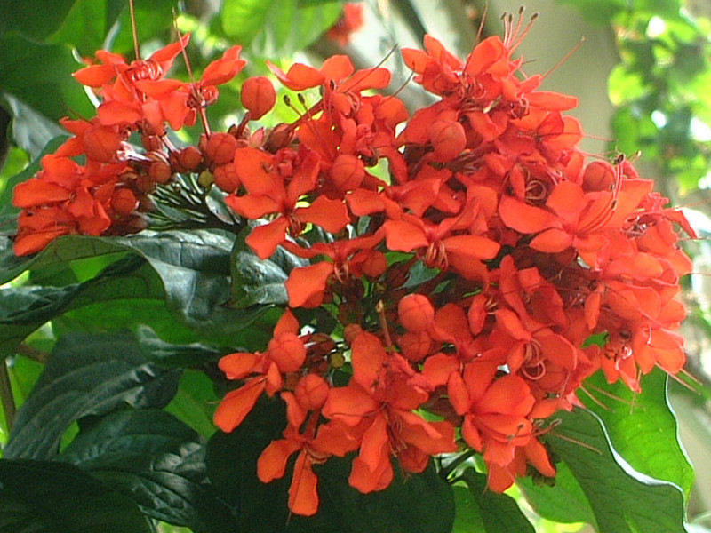 Harlequin glory bower