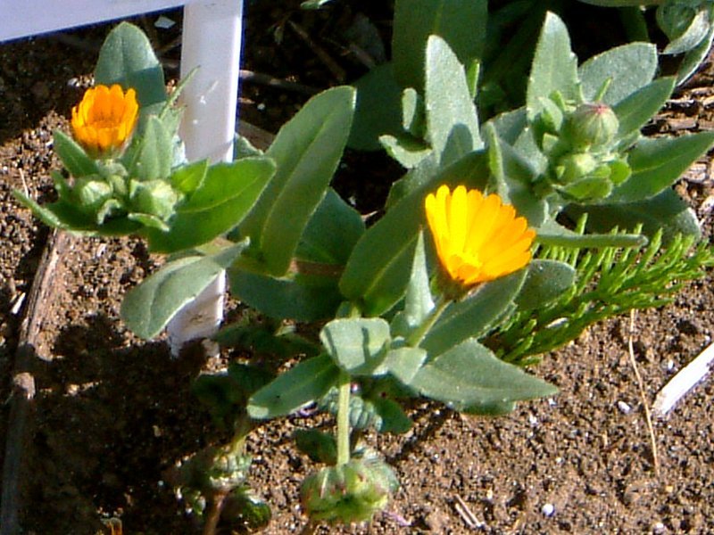 Calendula arvensis