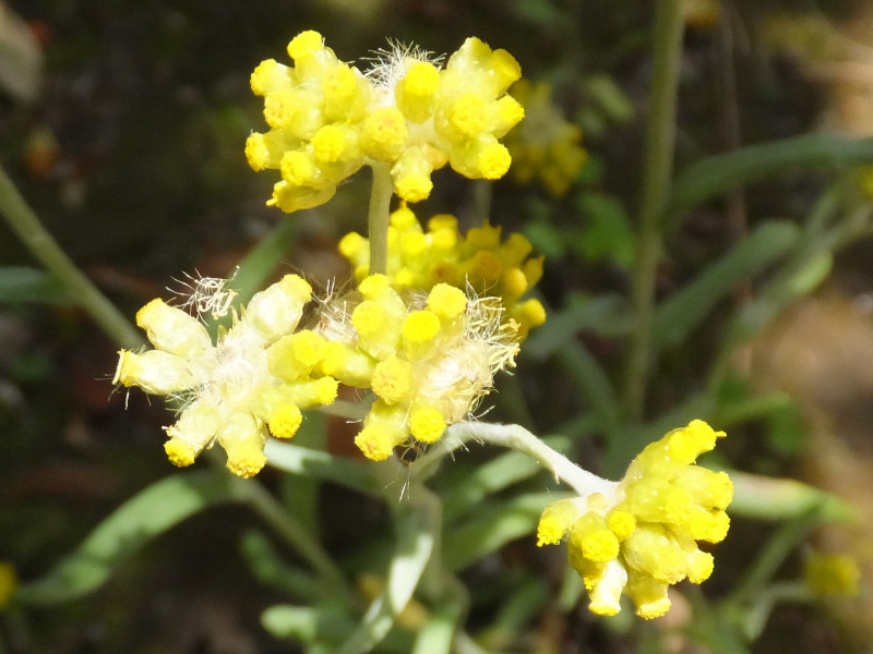 鼠麴草 Gnaphalium Affine 科技研花图画书