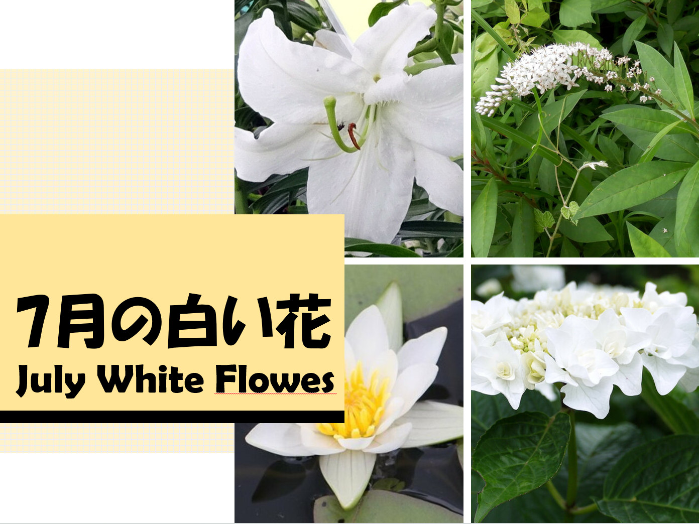 July-white-flowers