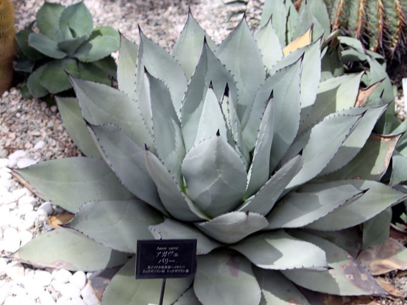 虚空藏| Agave parryi | 科技研花图画书