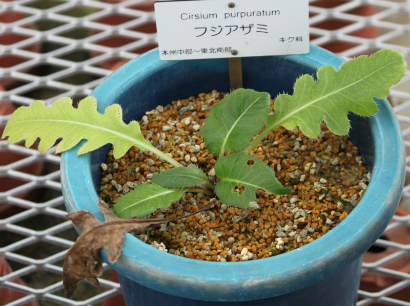 Cirsium purpuratum