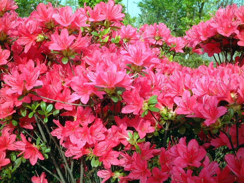 Rhododendron obtusum