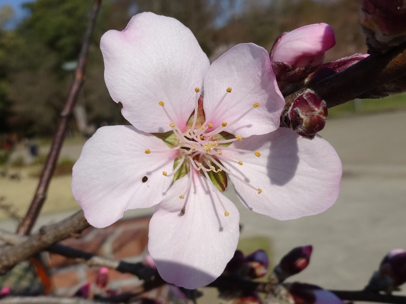 アーモンド Amygdalus Dulcis かぎけん花図鑑