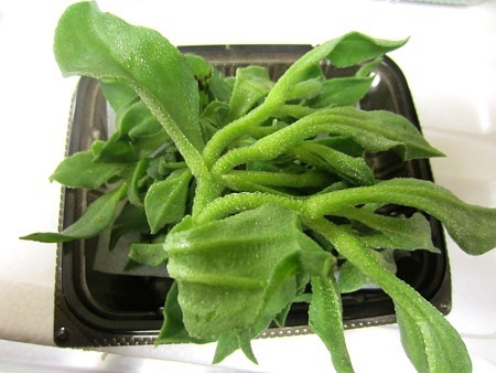 Ice Plant