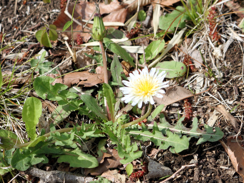 Taraxacum albidum