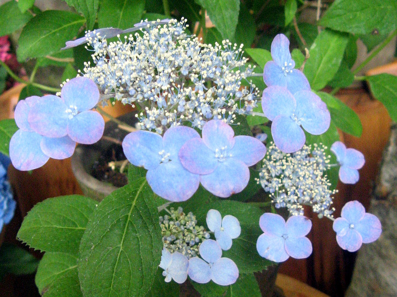 Feature on Mountain Hydrangeas