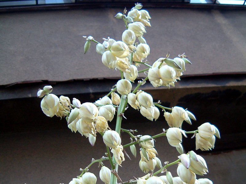 鳳尾蘭 Yucca Gloriosa 科技研花图画书