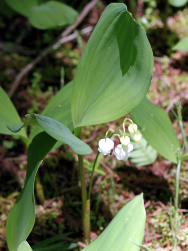 Lily of the valley