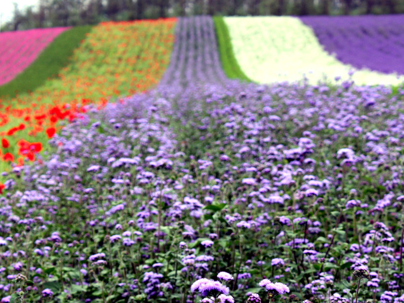 Ageratum houstonianum