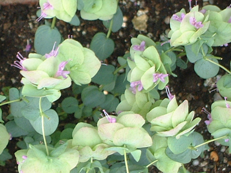 オレガノ ケントビューティー Origanum Rotundifolium Cv Kent Beauty かぎけん花図鑑