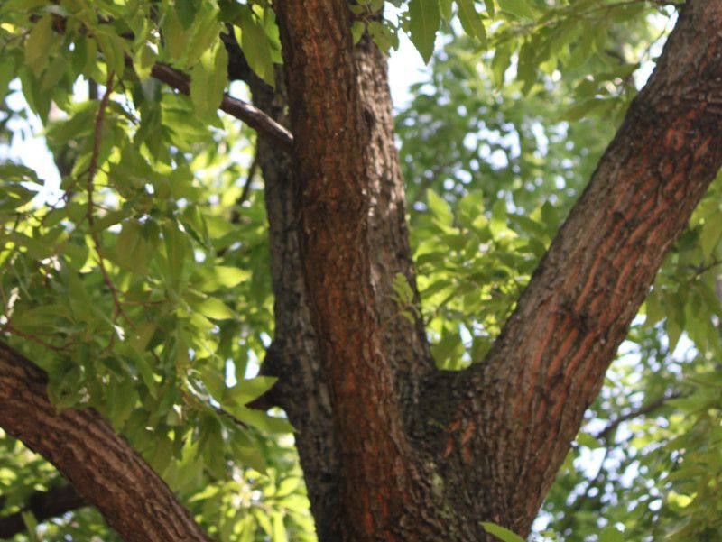 麻栎 Quercus Acutissima 科技研花图画书